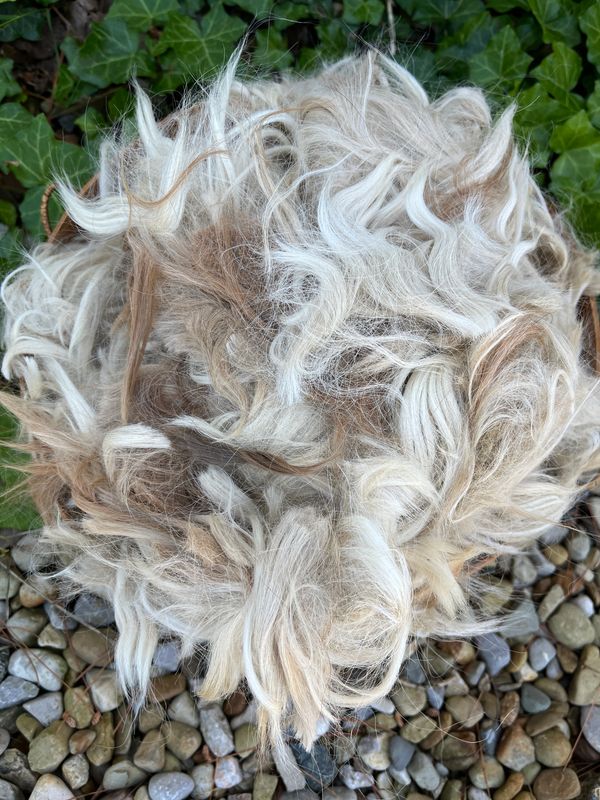 Suri Alpaca Neck Fiber, Beige with Light Fawn, Lorelei