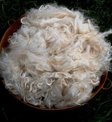 Suri Alpaca Fiber, 5 Inches, White Alpaca, 2 Ounces, Alvira