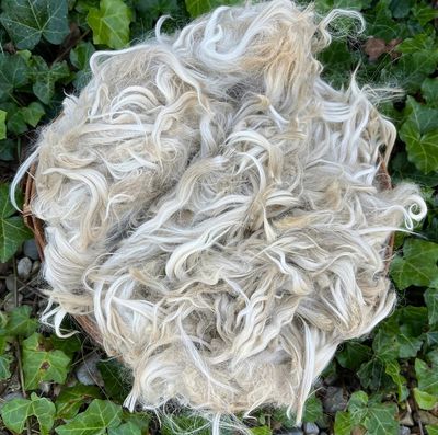 Suri Alpaca Fiber, 4 Inches, White, Miss Miami