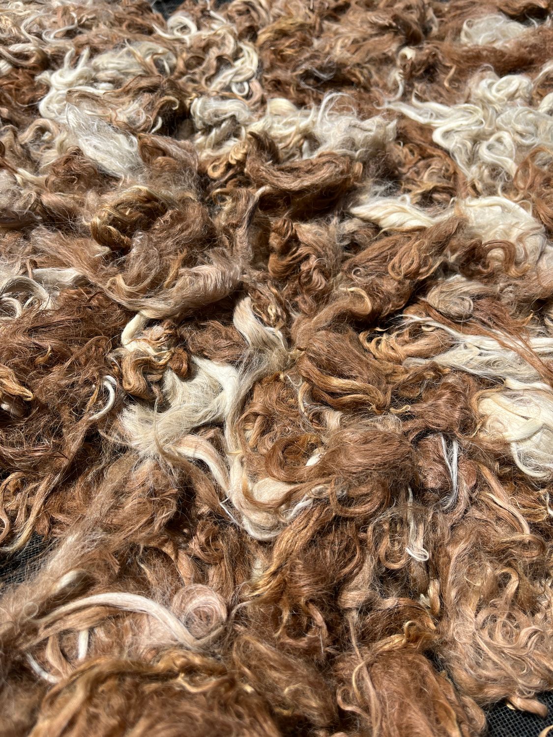 Suri Alpaca Fiber, 4 Inches, Dark Fawn and Beige, Sam