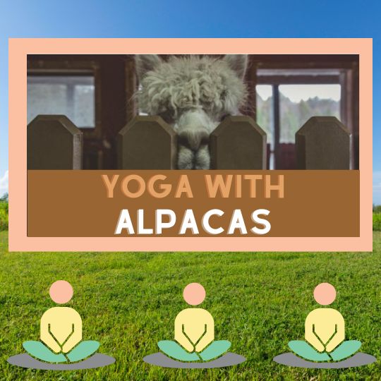 Yoga With Alpacas