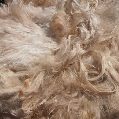 Fiber