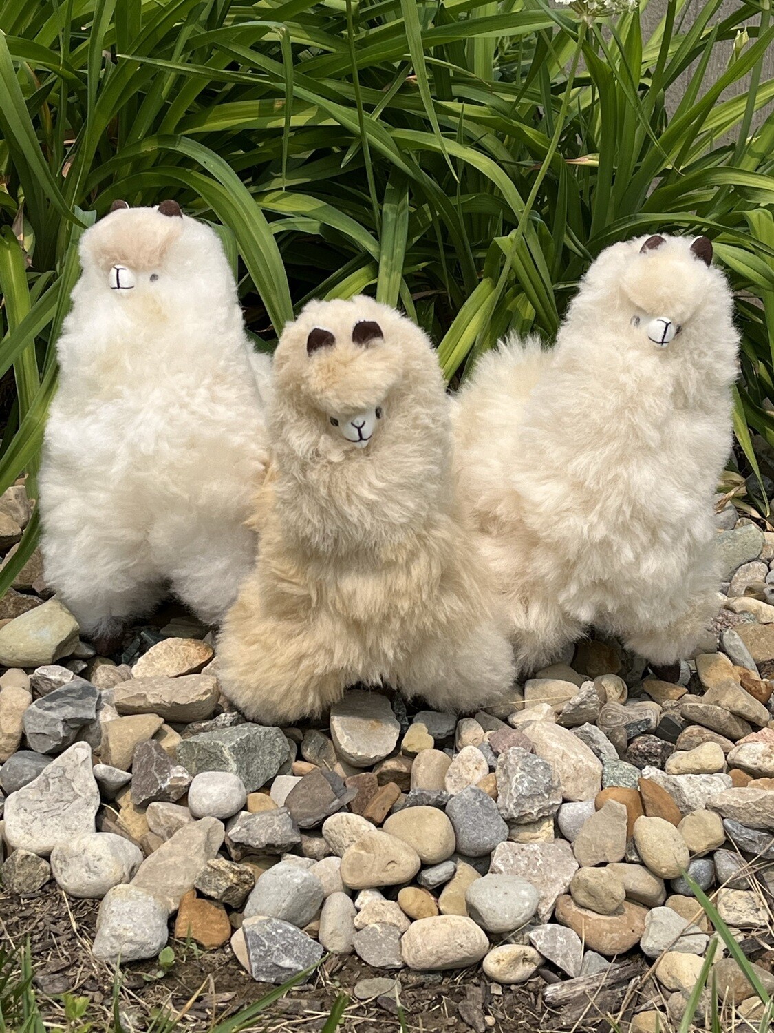 Standing Alpaca - 12"