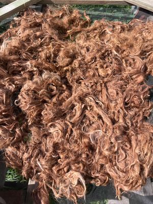 Natural Suri Alpaca Fiber – Dark Fawn - 2 oz – Martha