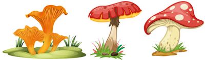 Pilze