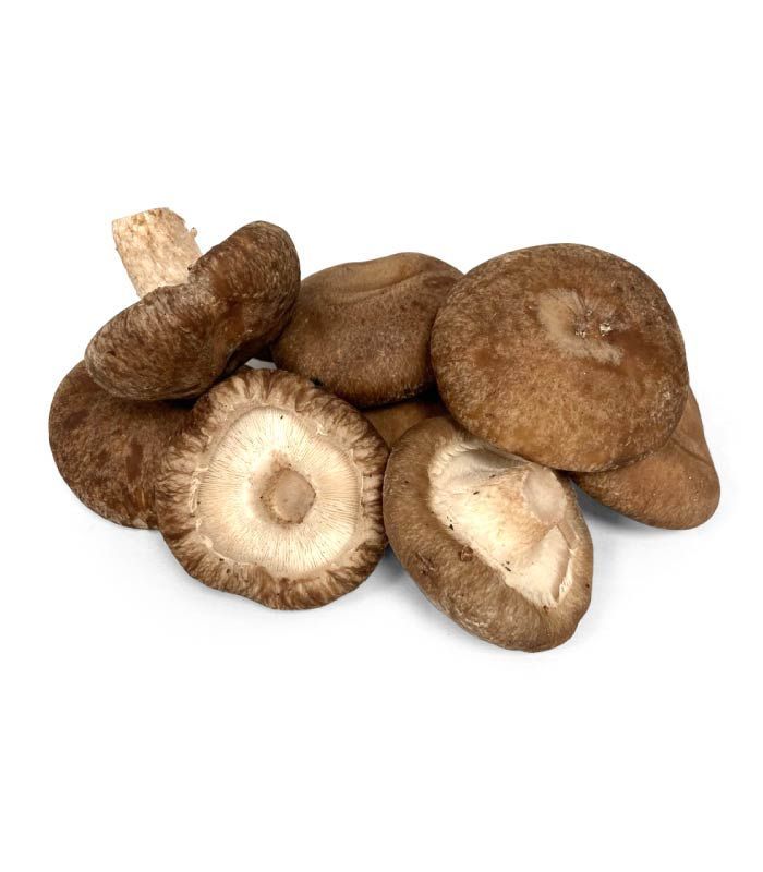 Shitake
