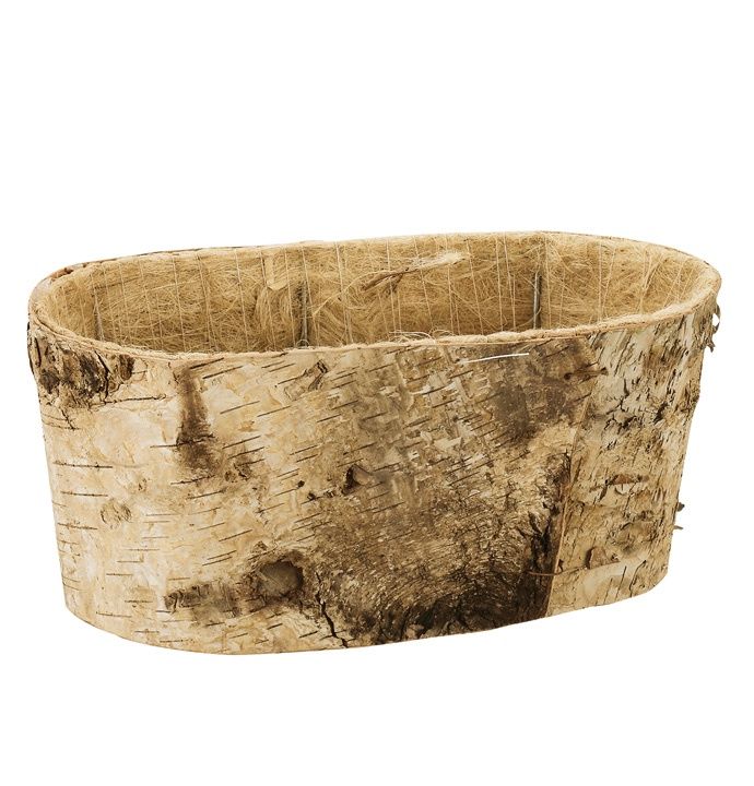 2x4" Birch Double Bloomer