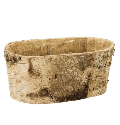 2x4" Birch Double Bloomer