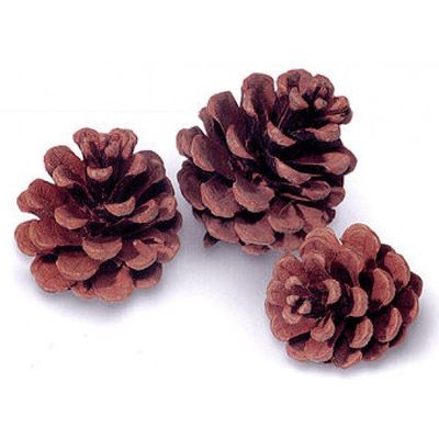 Red Pine Cones - Natural