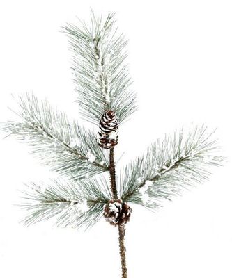 Winter Pine Spray