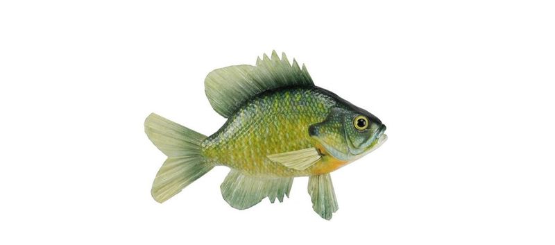 10"L Sunfish