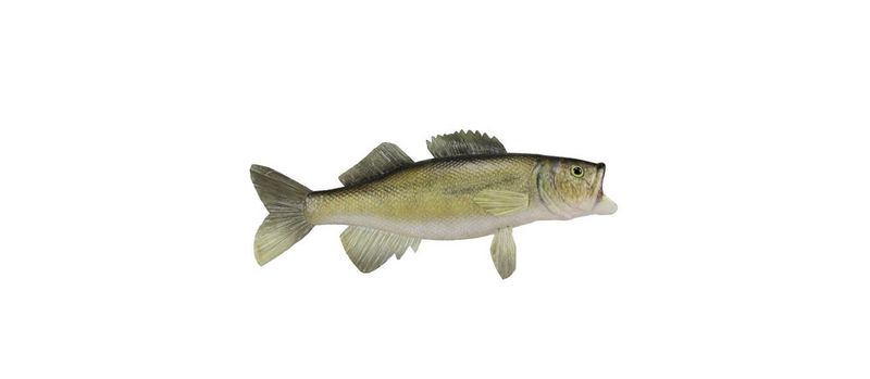 16"L Walleye