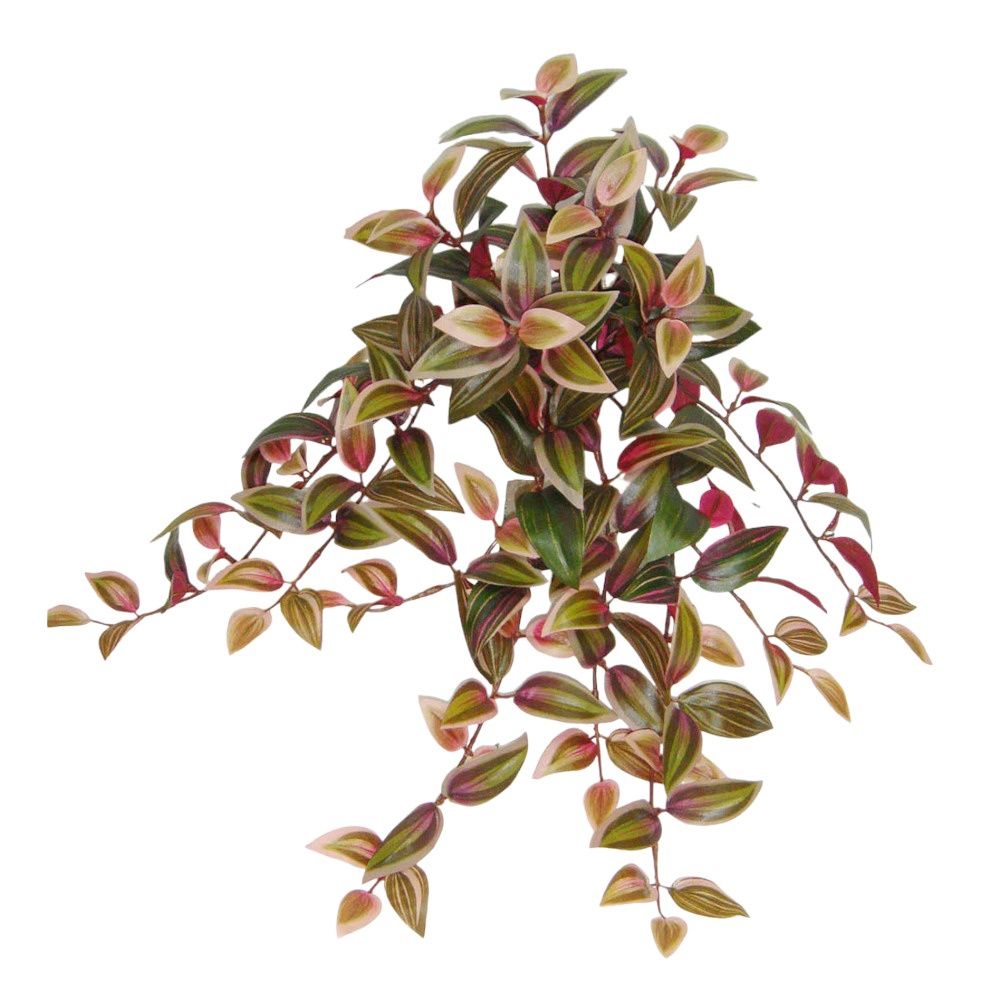 Wandering Jew Hanging Bush