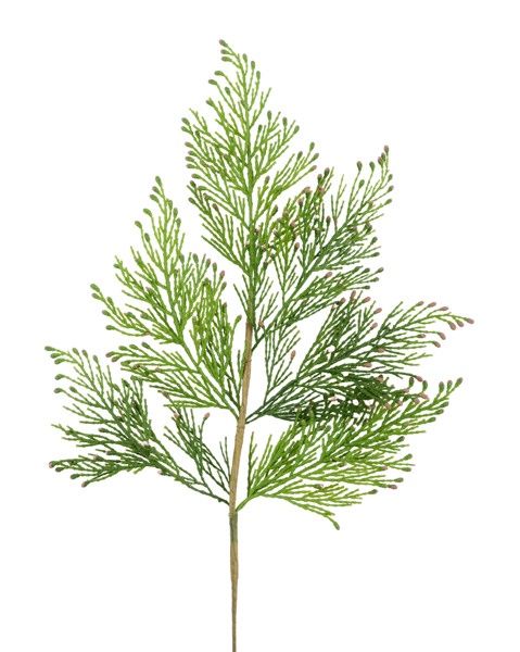 19" Incense Cedar Spray - 12/pkg