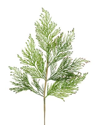 19" Incense Cedar Spray - 12/pkg