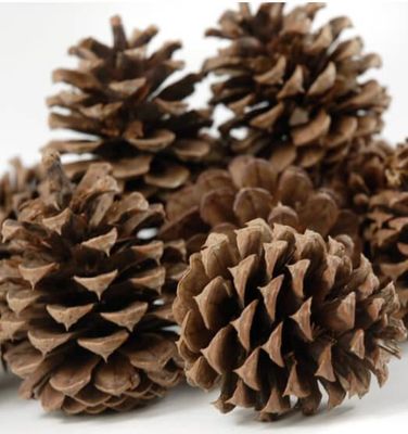 Ponderosa Pinecones - Natural