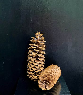 XL Sugar Pine Cones - Natural *Approx 12-14"
