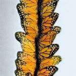 Monarch Butterfly~Orange 3"