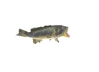8.25 Largemouth Bass