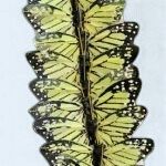 Monarch Butterfly~Yellow 3"