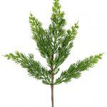 Arborvitae spray