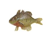10.25" Fish (Brown/Yellow Red belly)