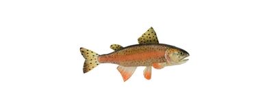 15"L Rainbow Trout