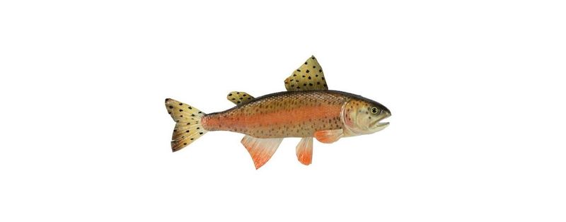 15"L Rainbow Trout