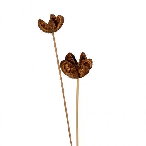 21" Amazonian Lily Pick