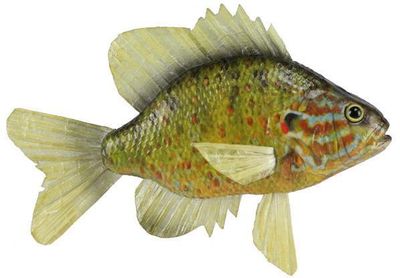 Pumpkin Seed Sunfish