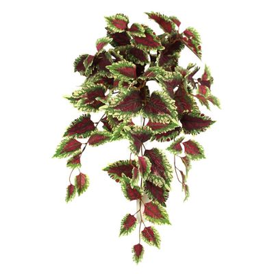 Hanging Coleus Bush - Burgundy/Green