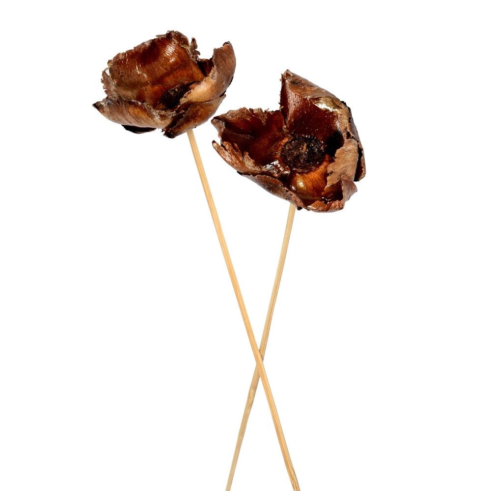 Palm Cap Pick - Lacquered 12/pkg