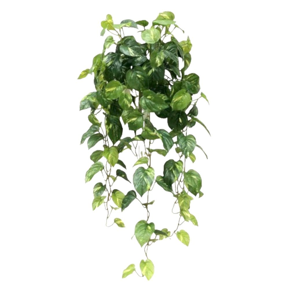 UV Pothos Hanging Bush