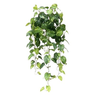 UV Pothos Hanging Bush