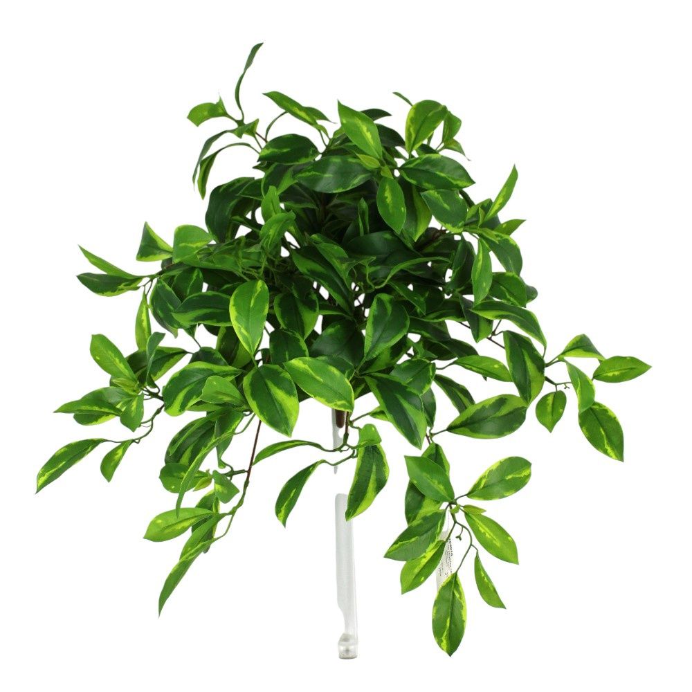 UV Fagrea Ceilanica Variegated Bush