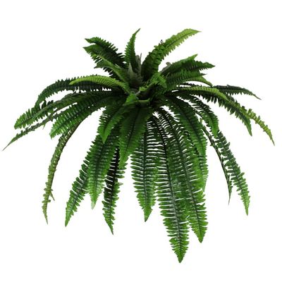 UV Boston Fern