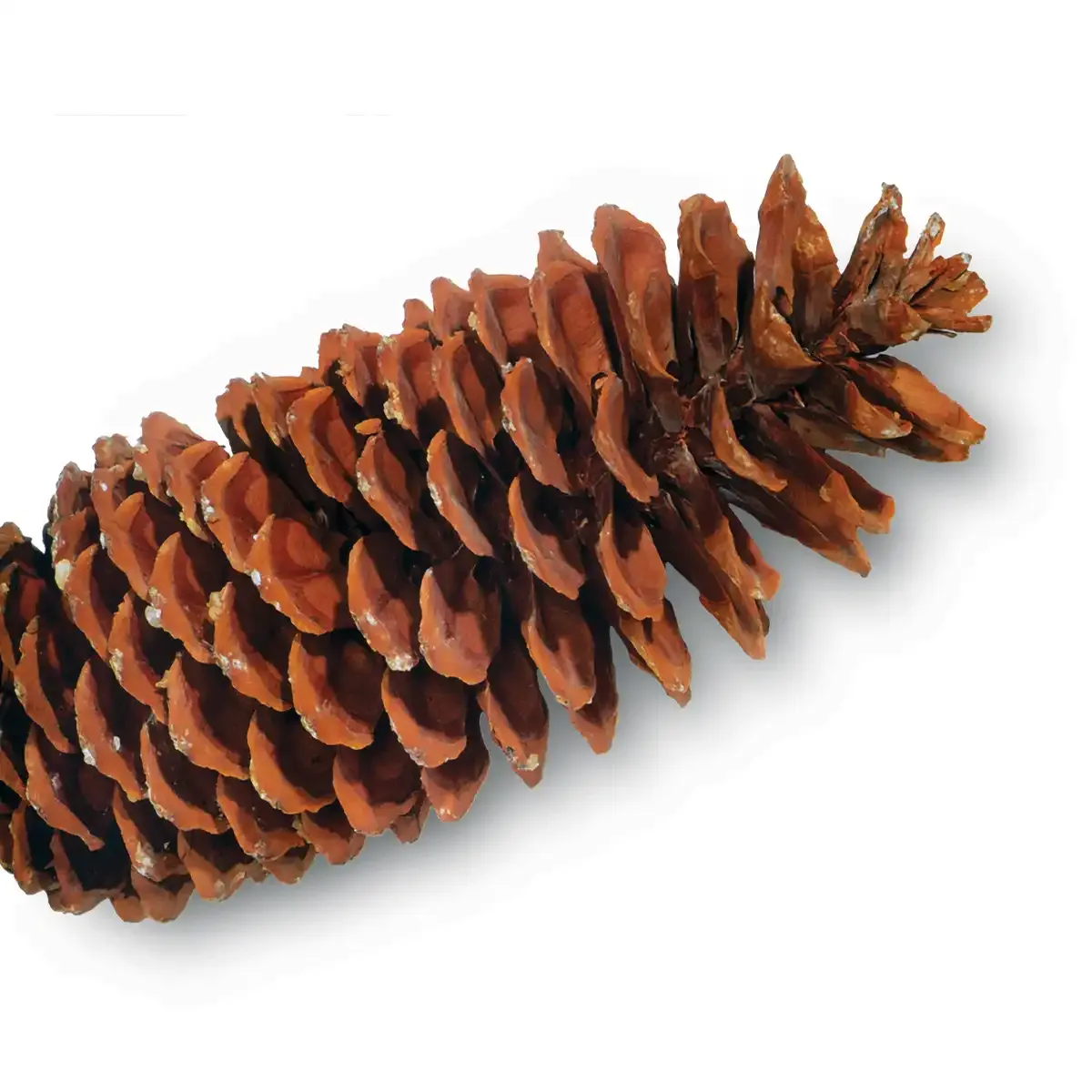 Sugar Pinecone