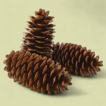 Sugar Pinecone