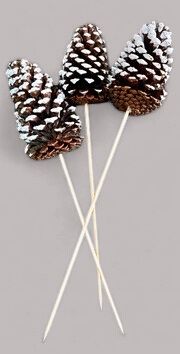 White Tipped Jeffery Pinecone on a Pick