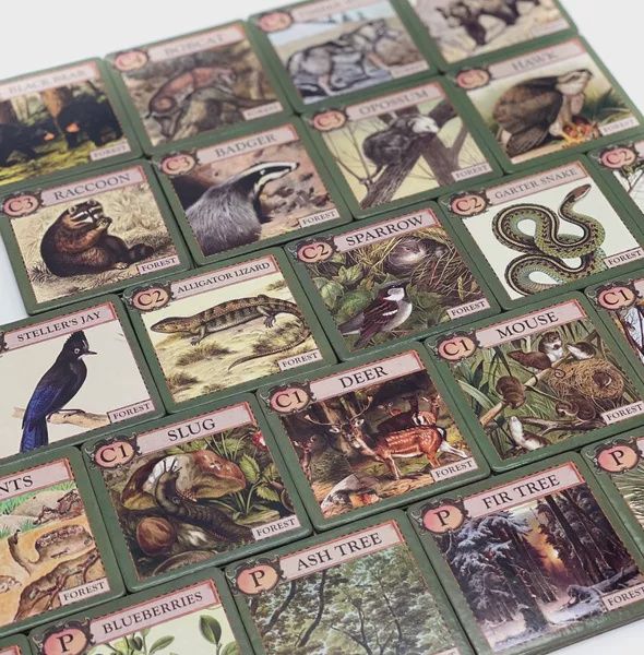 Ecologies Junior - Forest