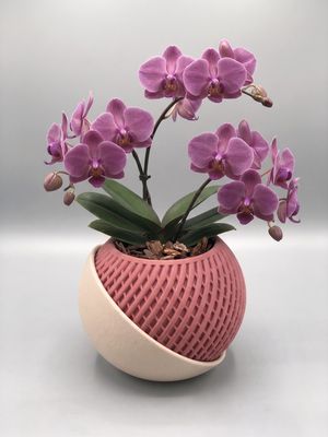 Novaris
