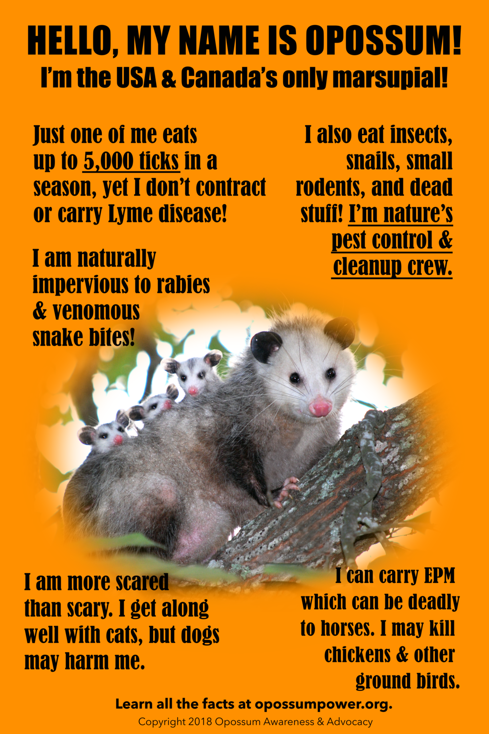 Opossum Poster / Possum Poster (2 sizes)