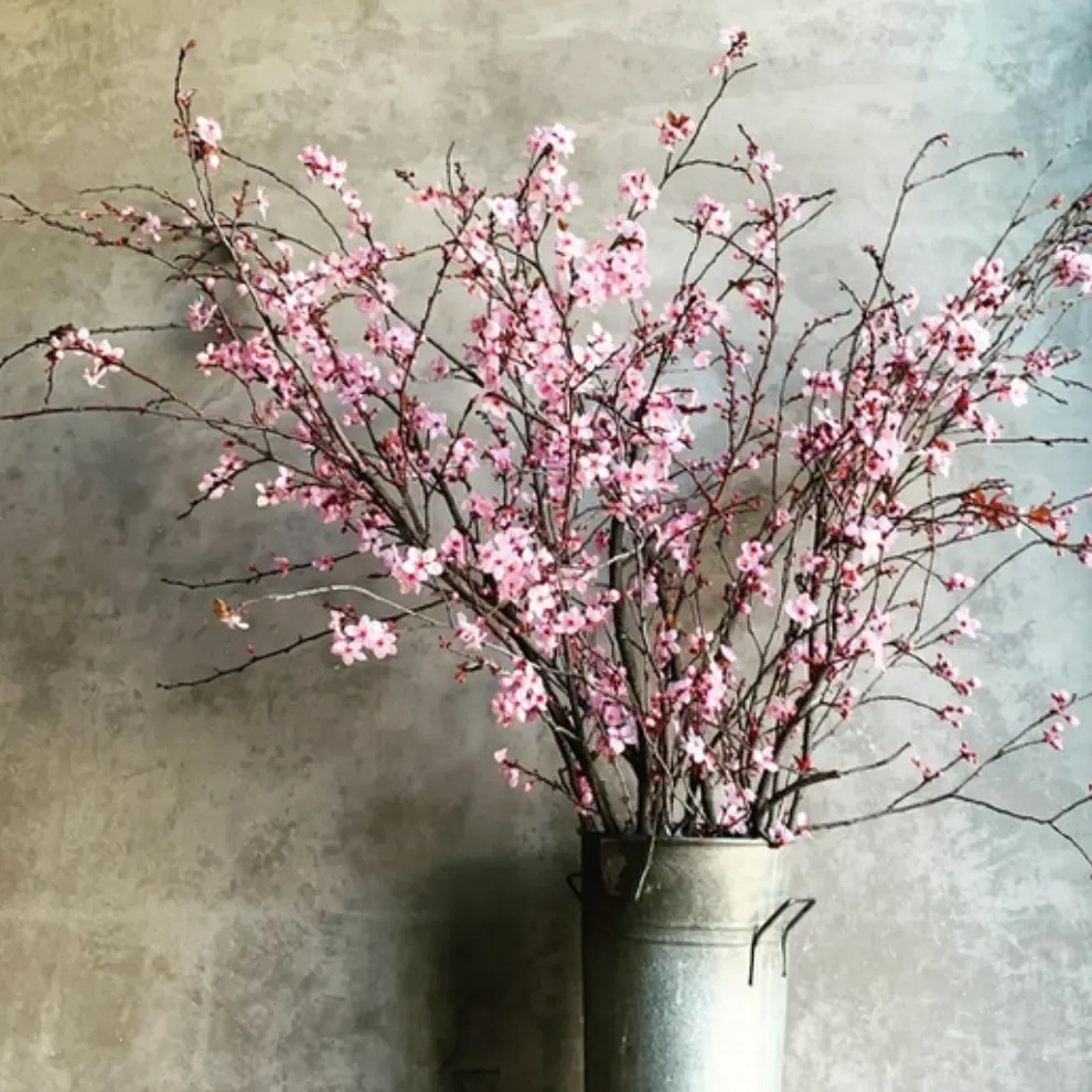 White blossoms on branches