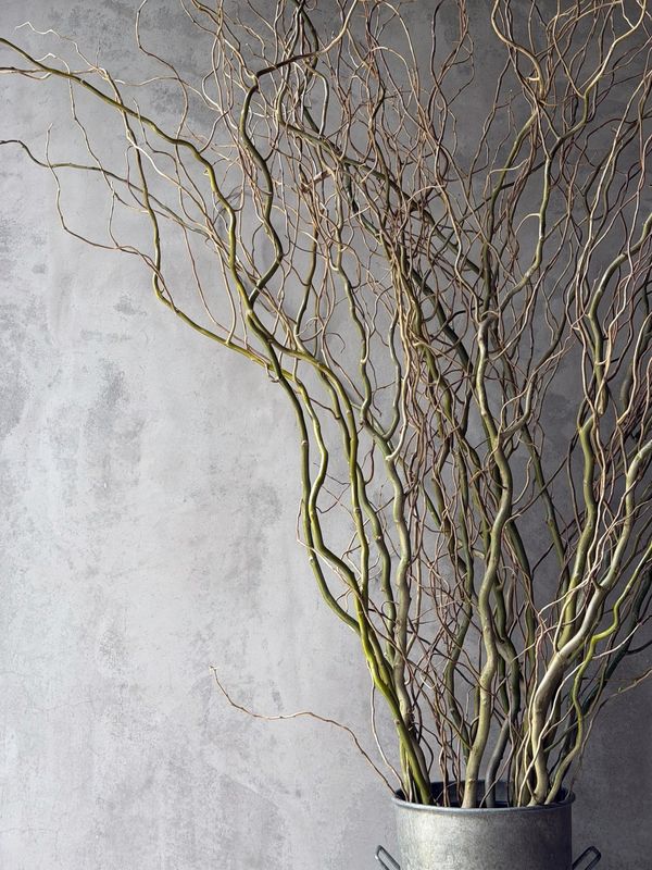 curly willow Branches