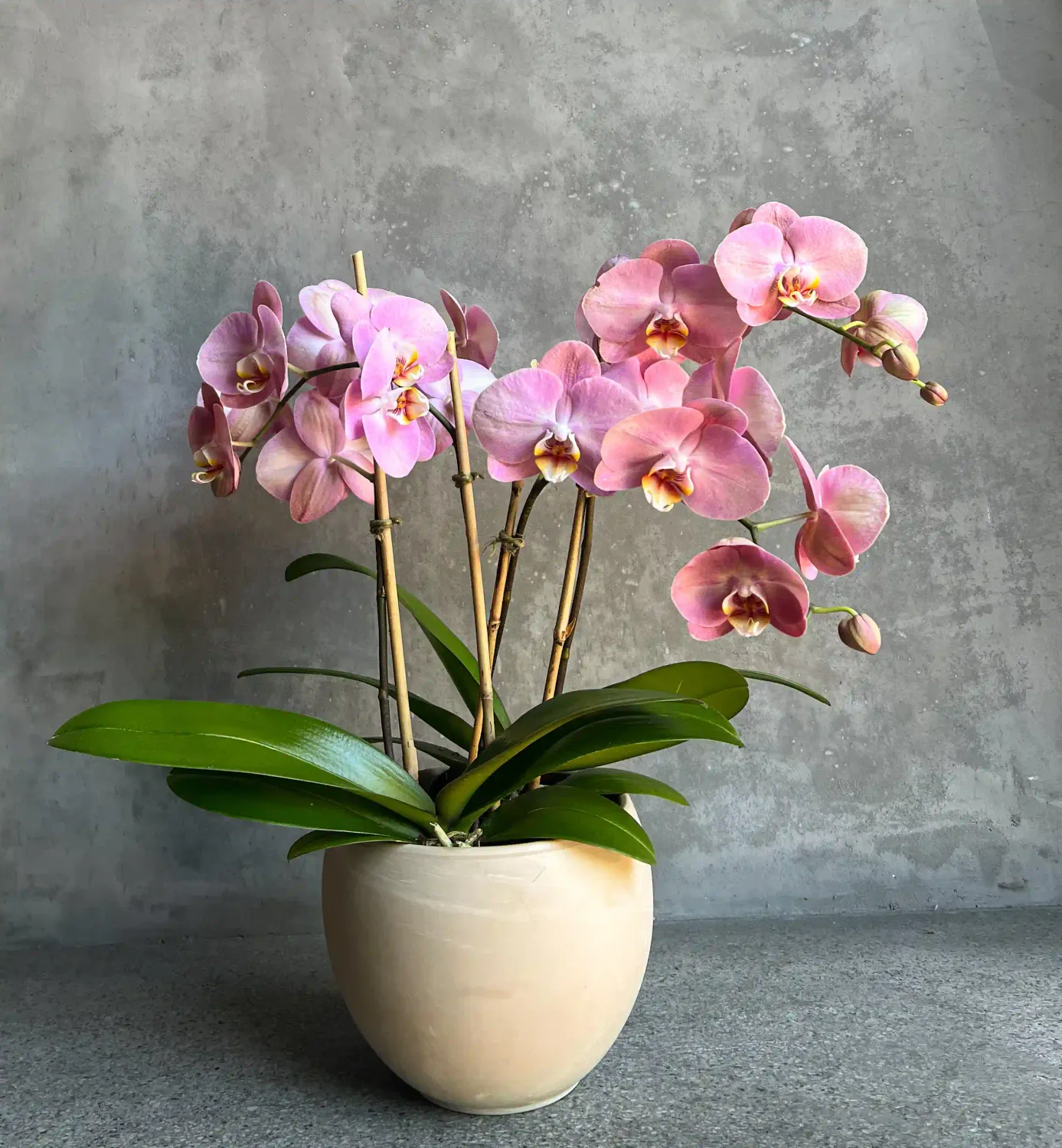 Pink phalaenopsis orchid plant with multiple stems in cream ceramic pot for Mother's Day by Le Bouquet San Francisco