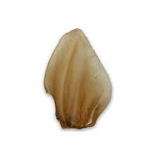 ASADO Cow Ears Natural