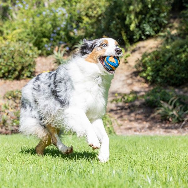 CHUCK IT! Ultra Squeaker Ball Large