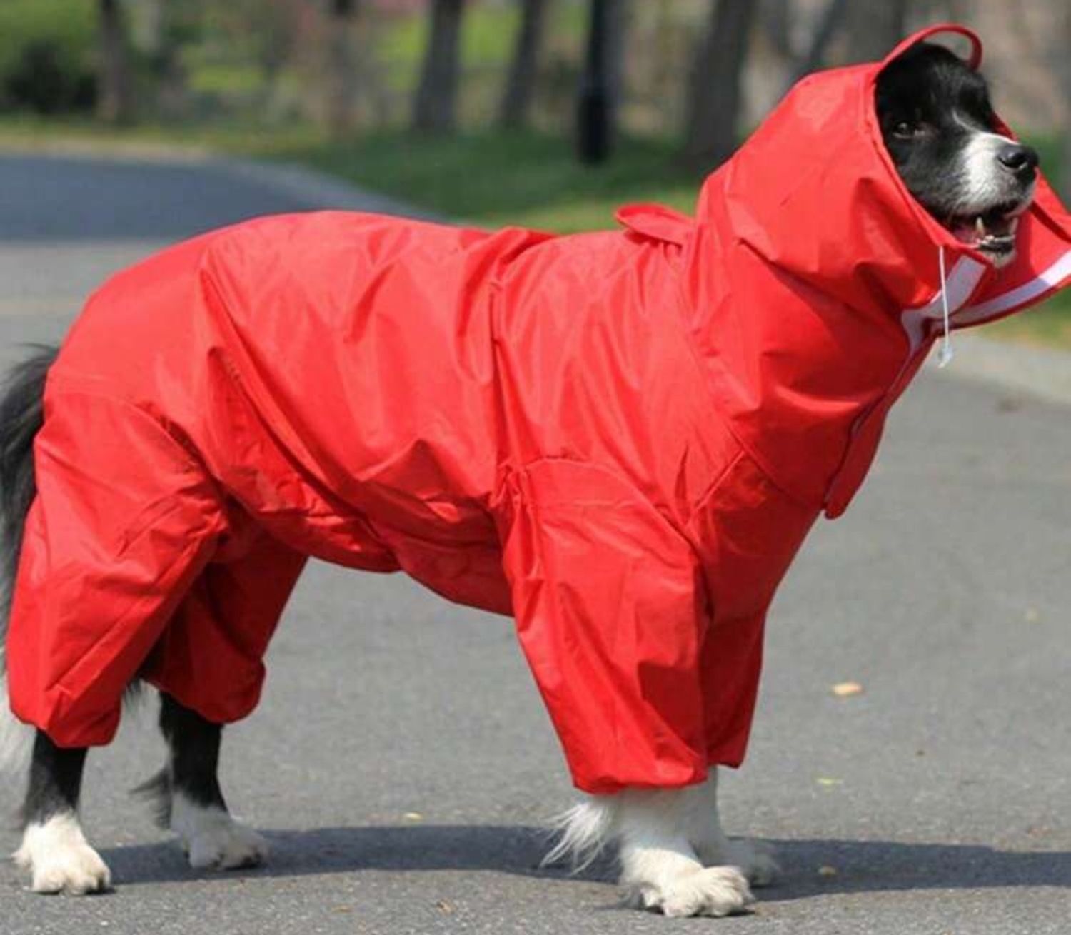 Large Dog Raincoats, Colour: Red- 5XL