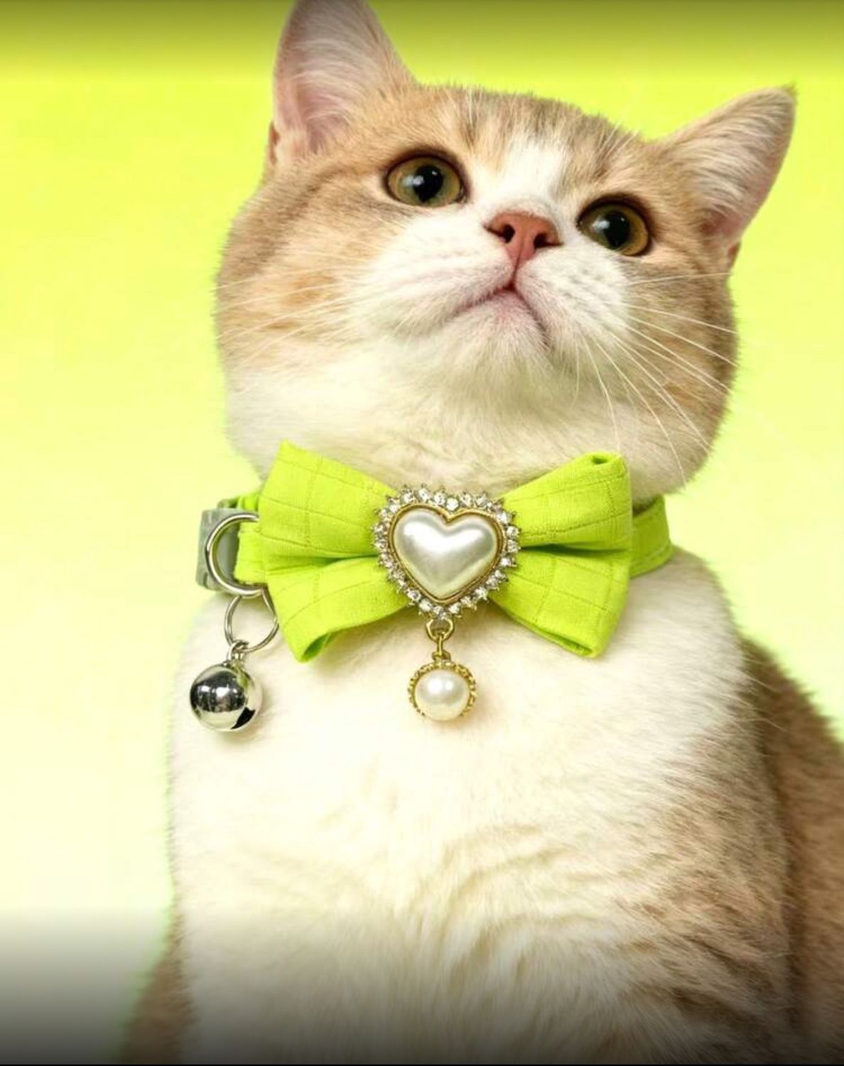 Adjustable Cat Fancy Heart Collar, Colour: Fluorescent Green