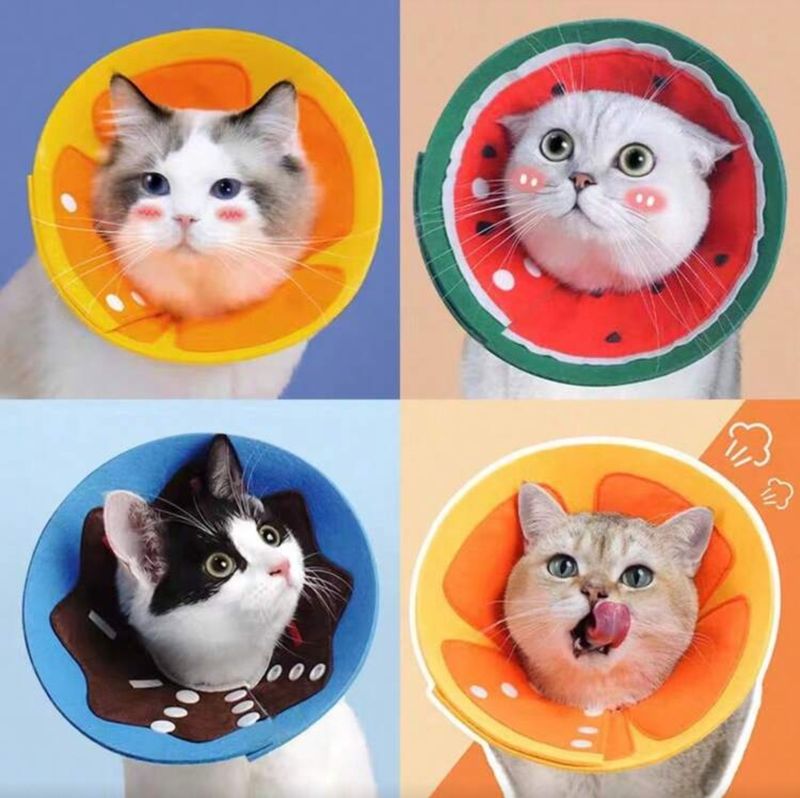 Anti-Bite Neck Collar and Protective Cone -2 in 1